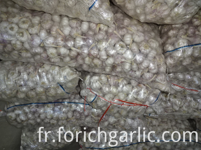 Hybrid Garlic In Mesh Bag